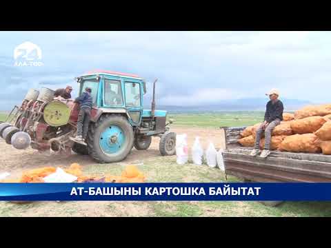 Видео: Ат-Башыны картошка байытат / Атайын репортаж