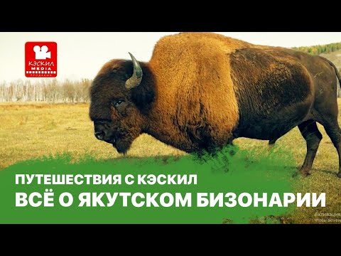 Видео: Бизонарий «Усть-Буотама»