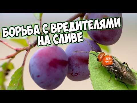 Видео: Слива🍃Борьба с вредителями🐛Табачная пыль👍