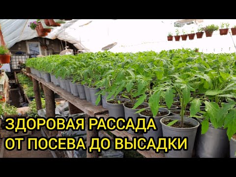 Видео: Рассада томатов от А до Я - ЗОЛОТЫЕ ПРАВИЛА ВЫРАЩИВАНИЯ