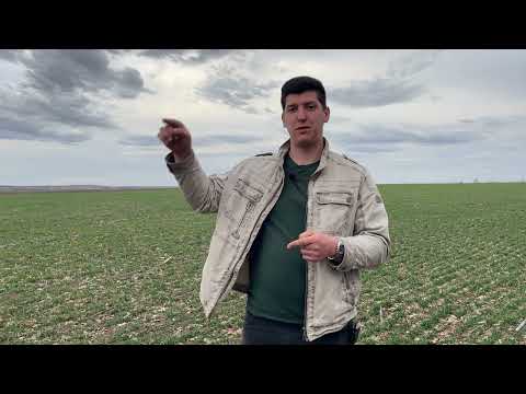 Видео: Трохи роздумів про гречку!