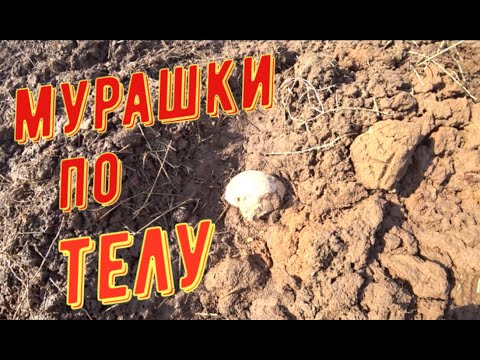 Видео: МУРАШКИ ПО ТЕЛУ ТРАКТОР РАСПАХАЛ ЕГО ОСТАНКИ [Мужские Интересы]