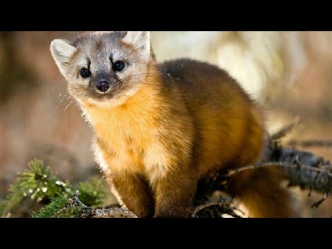 Видео: ОХОТА НА КУНИЦУ:ОЧЕРЕДНОЙ ТРОФЕЙ ВЗЯТ