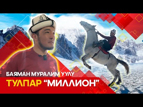 Видео: Кайраттуу кара байыр жылкысы // ТУЛПАР көрсөтүүсү