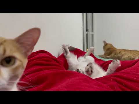 Видео: Подборка милых видео с животными 2025 года😁🙀🐱🤠 Смешные коты ТВ 😹😹