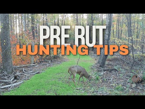 Видео: Руководство по охоте на белохвостого оленя до гона | Передвижение самца, поскрёбы и стратегии зак...