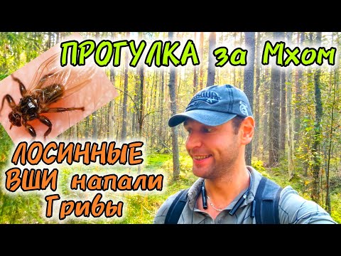 Видео: ПРОГУЛКА ПО ЛЕСУ ЗА МХОМ / ГРИБЫ И ПРОЧИЕ ПРЕЛЕСТИ ПРИРОДЫ 