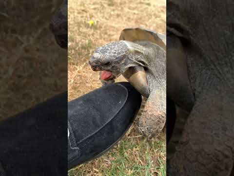 Видео: Черепашка расист