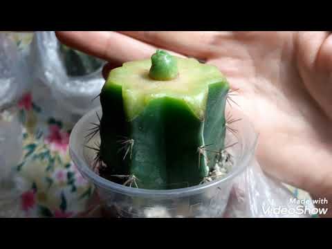 Видео: Отчёт по прививкам кактусов.