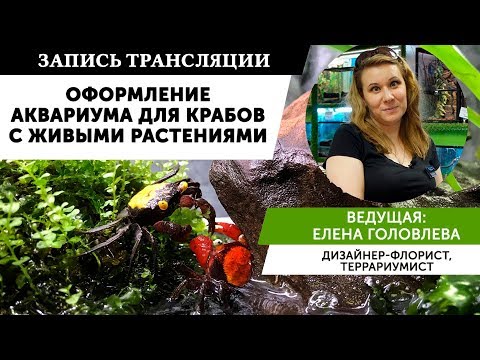 Видео: 🌿 Мастер класс по оформлению аквариума для крабов с живыми