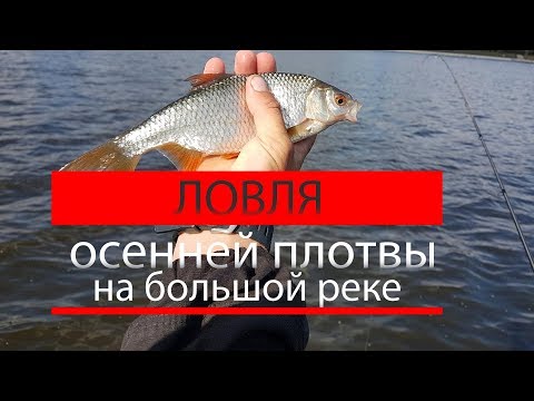 Видео: Ловля осенней плотвы на большой реке