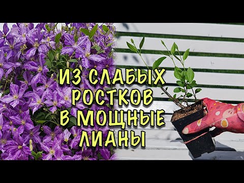 Видео: МОЩНЫЕ ЛИАНЫ уже на ВТОРОЙ ГОД! Как ПРАВИЛЬНО сажать КЛЕМАТИСЫ. Ошибки, Мифы, Секреты