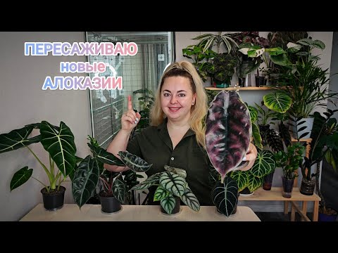 Видео: ПЕРЕСАДКА АЛОКАЗИЙ😅 Азлани, Блэк вельвет, Седении, Серебряный дракон и Мишольца😍Что с корнями?😱