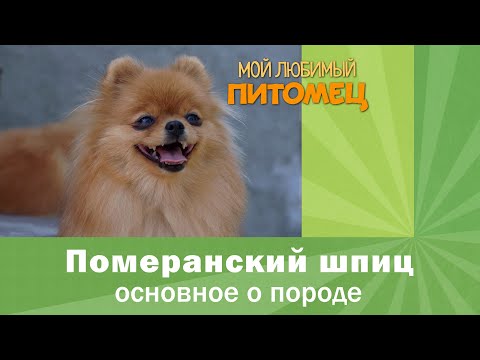 Видео: ПОМЕРАНСКИЙ ШПИЦ: основная характеристика, плюсы и минусы породы, кому подойдет