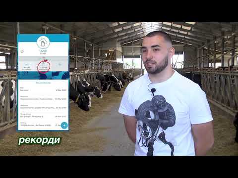 Видео: Животновъден дневник: Кравеферма с рекорди в село Богданово, автор: Мирела Спасова