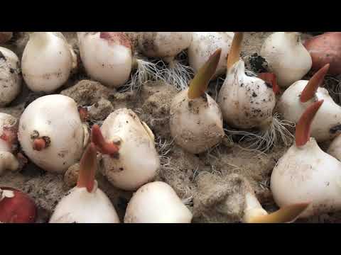 Видео: Все тюльпаны в теплице. Начало выгонки на -8 марта