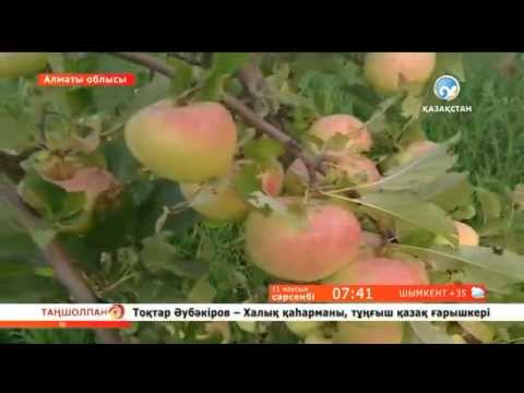 Видео: Алма ағашының күтімі