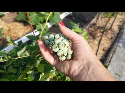 Видео: ГОЛУБИКА! Подкормки для отличного урожая!#blueberry#голубика#уходзаголубикой#посадкаголубики
