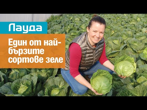 Видео: Лауда: един от най-бързите сортове ранно зеле