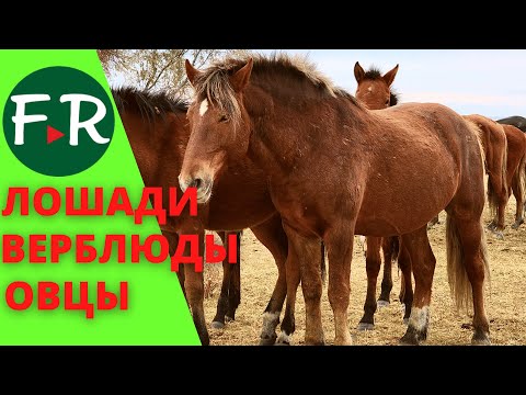 Видео: Самое крупное животноводческое хозяйство Казахстана и СНГ. Тысячи голов скота