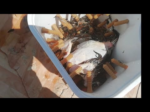 Видео: Испытание #Перосъмочная машина# из стиральной машины "фея 2" на петушке и индоутки часть #2