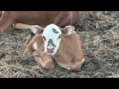 Видео: Есть потери! Лошадей атакуют насекомые🐴. Сенокос в разгаре!!!