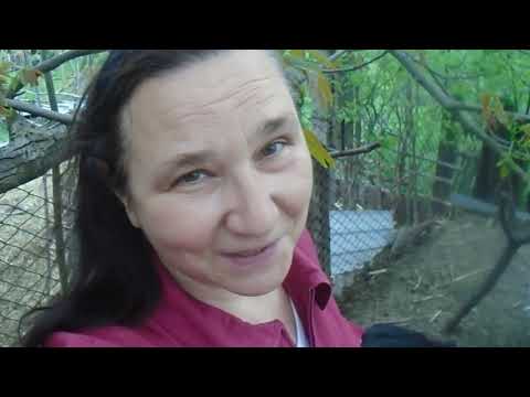 Видео: Мускусные утки:   некоторые тонкости разведения. How to breed musk ducks