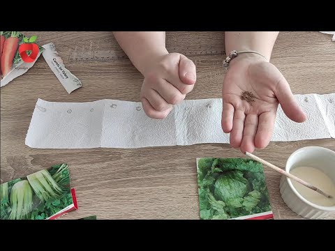 Видео: Лучший способ сеять овощи – полоски бумаги для правильного расстояния.