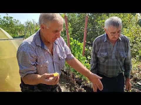 Видео: lПрогулка по  виноградникам коллег (2025)