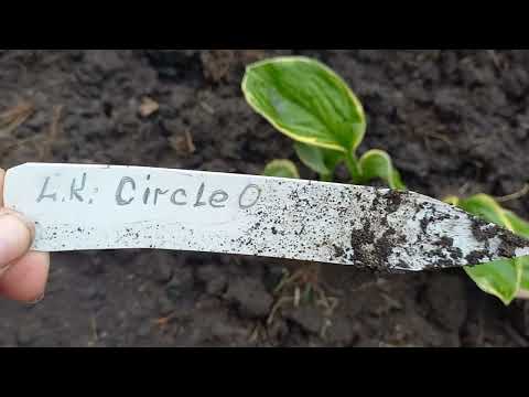 Видео: Хосты, очередная😁 новая клумба🪴🌺