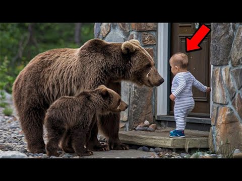 Видео: Медведица С Медвежатами Умоляет Этого Малыша Впустить Её В Дом. Это Доведёт Вас До Слёз