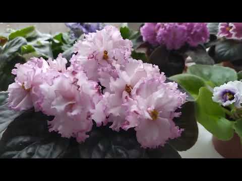 Видео: Красивые сорта фиалочек #flowers #фиалки #фиалка