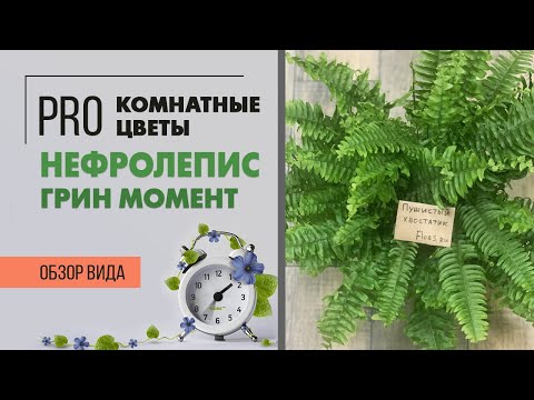 Видео: Нефролепис Грин Момент - папоротник домашний, неприхотливый. Растение для дома и офиса.