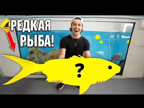 Видео: Ловля ДИКОЙ РЫБЫ на СОЛЕНОВОДНОМ РИФЕ для моего ПРУДА объемом 3000 Г!