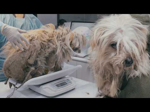 Видео: Брошенный пёс Мертил (Данжи - Часть 1)