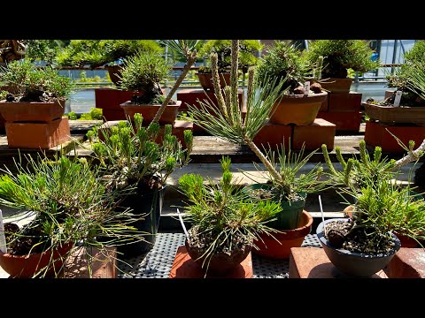 Видео: Требуются годы, чтобы сделать бонсай Микава Куромацу в пределах 5 см.