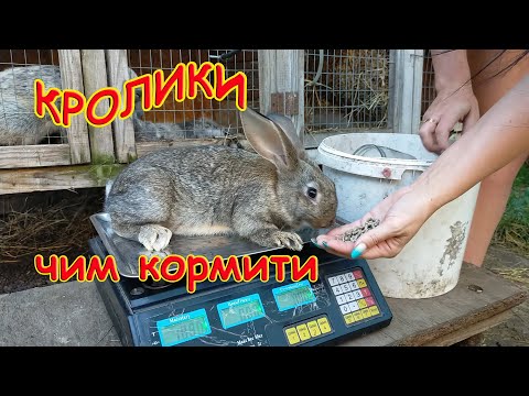 Видео: КРОЛИКИ//УТРИМАННЯ, РОЗВЕДЕННЯ ТА ГОДІВЛЯ КРОЛИКІВ