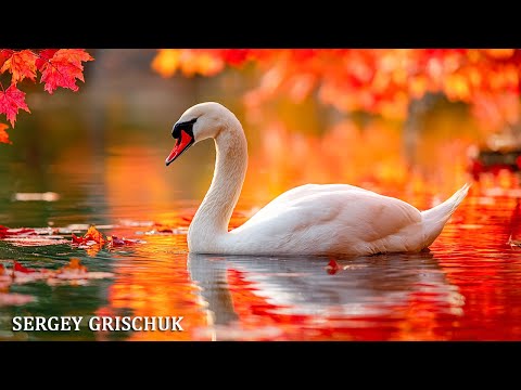 Видео: Красивая музыка (Осень) Романтическая расслабляющая музыка!Осенняя Мелодия Любви! #Autumn