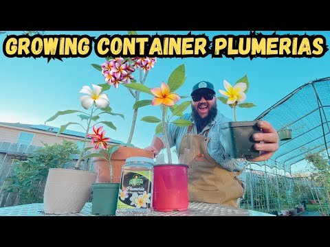 Видео: Выращивание плюмерии в контейнерах! | Выращивание плюмерии из семян! | Выбор способа размножения ...