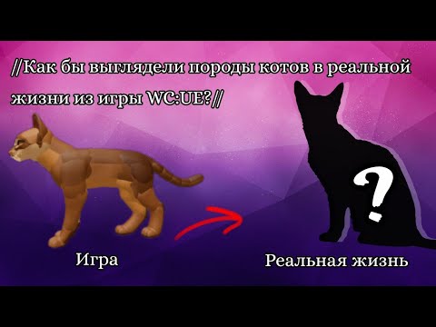 Видео: //Как бы выглядели породы котов, которых добавили в новом обновлении WC:UE в реальной жизни?//КВ//