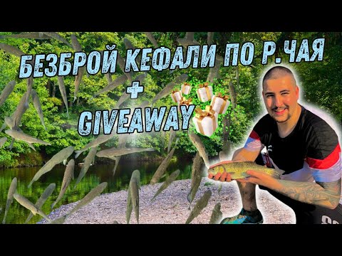 Видео: Безброй Кефали по р. Чая + Giveaway 🎁 Риболов в маловодие с воблери и клатушки.🐟