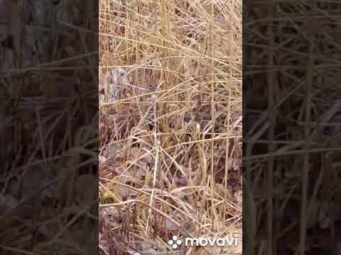 Видео: А говорят, что труслив как заяц. Это не правда!