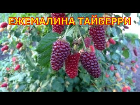 Видео: Ежемалина Тайбери. Tayberry.