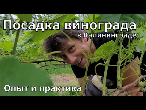 Видео: Универсальный способ посадки винограда, к которому мы пришли.