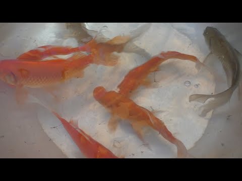 Видео: Караси-кометы: полный пруд "рыжиков", 2 часть