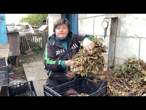 Видео: Перебираю арахіс // ЯКИЙ У НАС УРОЖАЙ