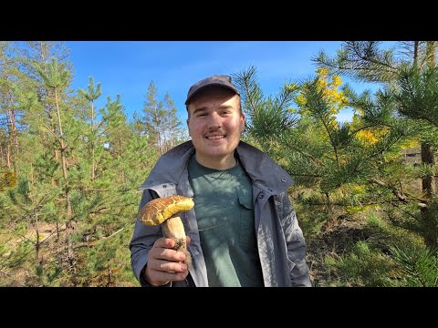 Видео: Поход за грибами)даже  Трофейный белый нашли), пошли грибы или нет?