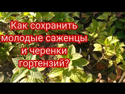 Видео: ГОРТЕНЗИЯ.КАК СОХРАНИТЬ МОЛОДЫЕ САЖЕНЦЫ И ЧЕРЕНКИ ГОРТЕНЗИЙ В ЗИМУ 🤔
