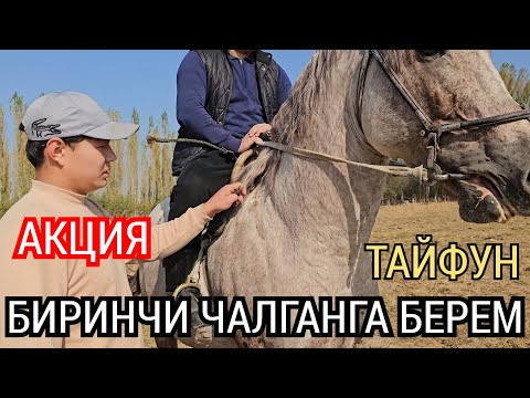 Видео: ТЕЗ ТАЙФУН АКЦИЯДА ТУРАТ УЛИДЕ