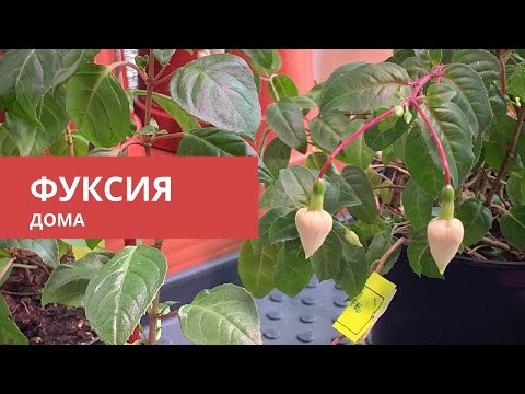 Видео: ФУКСИЯ ДОМА зимовка, уход и содержание в домашних условиях теппеки от белокрылки
